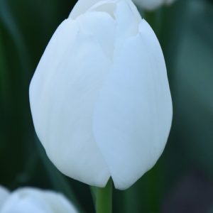 Tulip Single Early White Prince