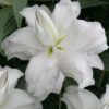 lilium lotus beauty